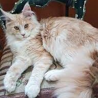 Mainecoon testimonial 2 Mainecoon testimonial 2
