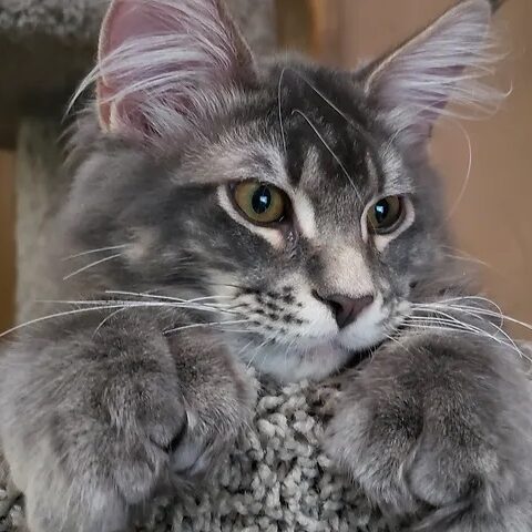 Mainecoon testimonial 3 Mainecoon testimonial 3