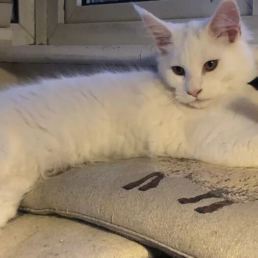 Mainecoon testimonial 5 Mainecoon testimonial 5