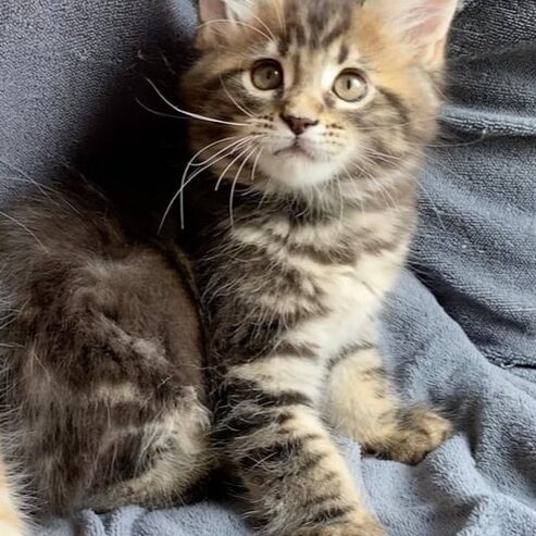 Mainecoon testimonial 6 Mainecoon testimonial 6