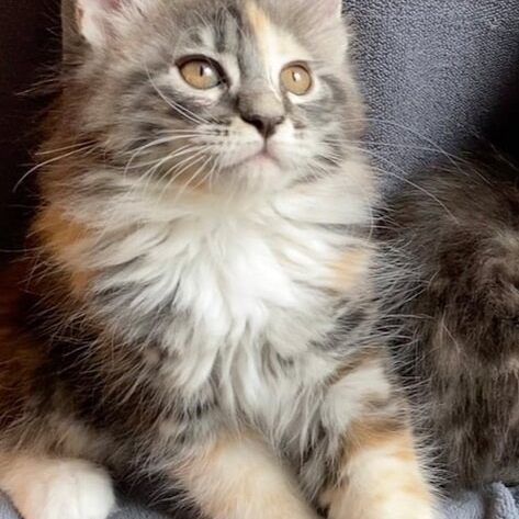Mainecoon testimonial 7 Mainecoon testimonial 7