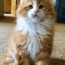 Mainecoon testimonial 8 Mainecoon testimonial 8