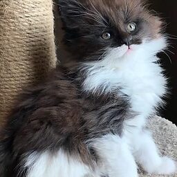 Mainecoon testimonial 9 Mainecoon testimonial 9